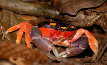 Red land crab [Gecarcinus quadratus]