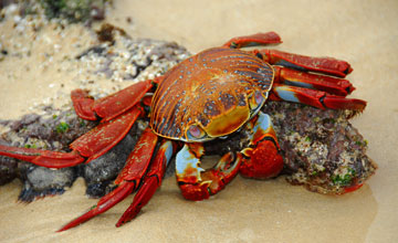 Red rock crab [Grapsus grapsus]