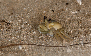Atlantic ghost crab [Ocypode quadrata]