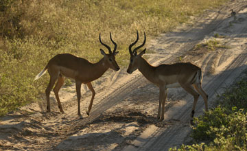 Common impala [Aepyceros melampus]