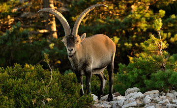 Southeastern spanish ibex [Capra pyrenaica hispanica]