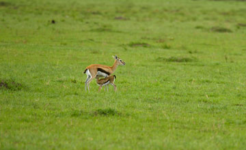 Serengeti thomson's gazelle [Eudorcas nasalis]
