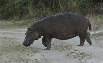 Hippopotamus [Hippopotamus amphibius capensis]