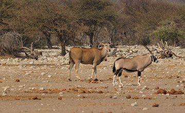 Cape eland [Taurotragus oryx oryx]