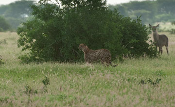 East african cheetah [Acinonyx jubatus raineyii]