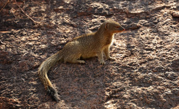 Slender mongoose [Galerella sanguinea]