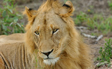 Southern lion [Panthera leo melanochaita]