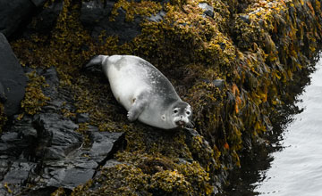 Harbor seal [Phoca vitulina concolor]