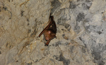 Cave nectar bat [Eonycteris spelaea]