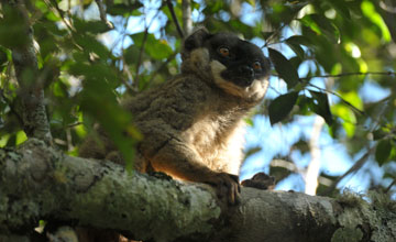 Common brown lemur [Eulemur fulvus]