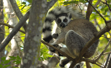 Ring-tailed lemur [Lemur catta]