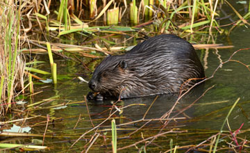 North american beaver [Castor canadensis]