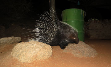 Cape porcupine [Hystrix africaeaustralis]