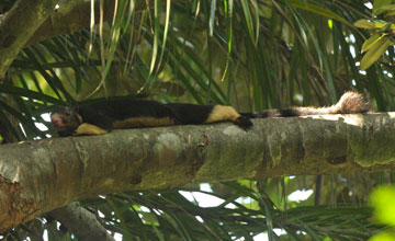 Sri-Lanka-Riesenhörnchen [Ratufa macroura melanochra]