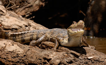 Spectacled caiman [Caiman crocodilus]