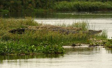 Nile crocodile [Crocodylus niloticus chamses]