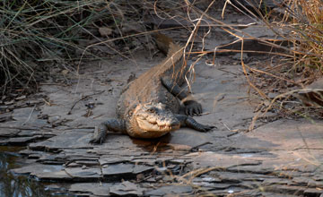 Sumpfkrokodil [Crocodylus palustris]
