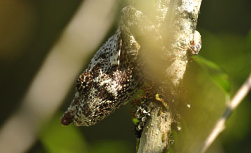 Nose-horned chameleon [Calumma nasutum]