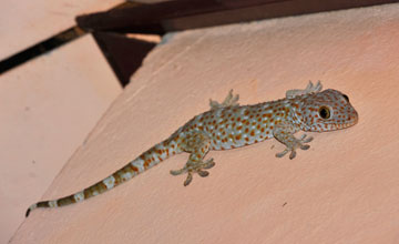 Tokay gecko [Gekko gecko gecko]