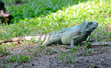 Grüner Leguan [Iguana iguana iguana]