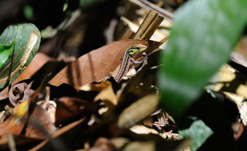 Striped forest whiptail [Kentropyx calcarata]