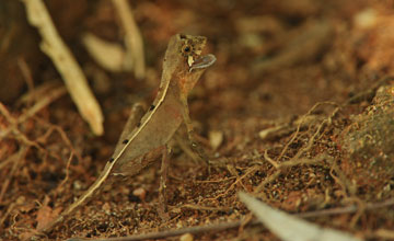 Brown-patched kangaroo lizard [Otocryptis wiegmanni]