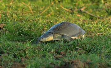 Sri lankan flapshell turtle [Lissemys ceylonensis]