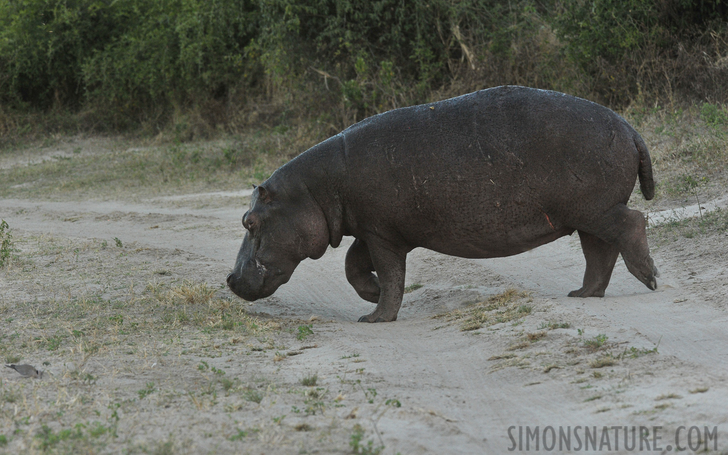 Hippopotamus amphibius capensis [320 mm, 1/500 sec at f / 8.0, ISO 1600]
