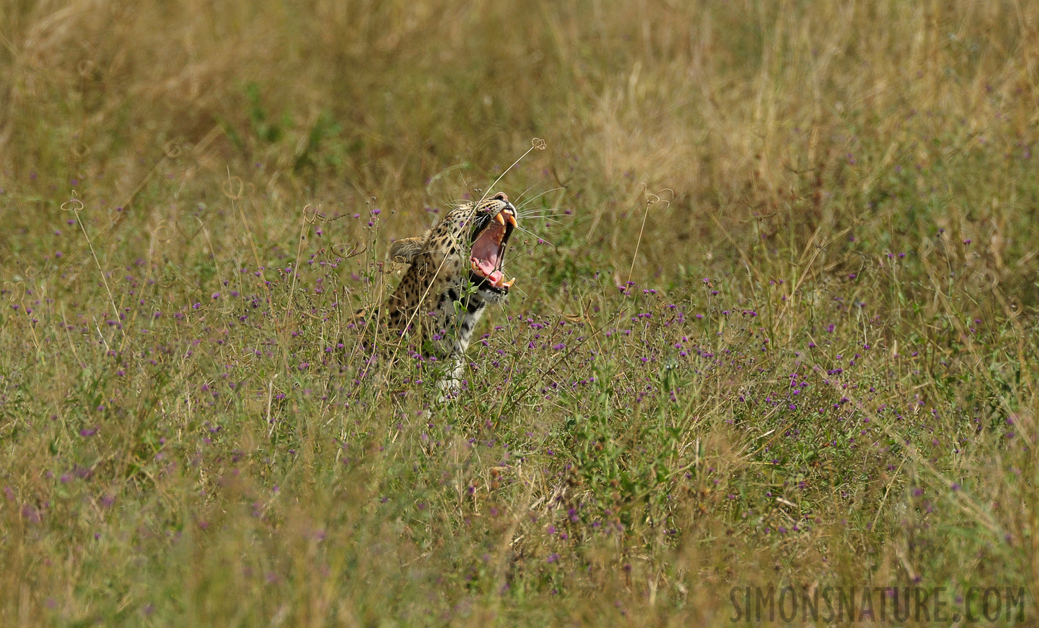 Panthera pardus pardus [550 mm, 1/2000 Sek. bei f / 9.0, ISO 1250]