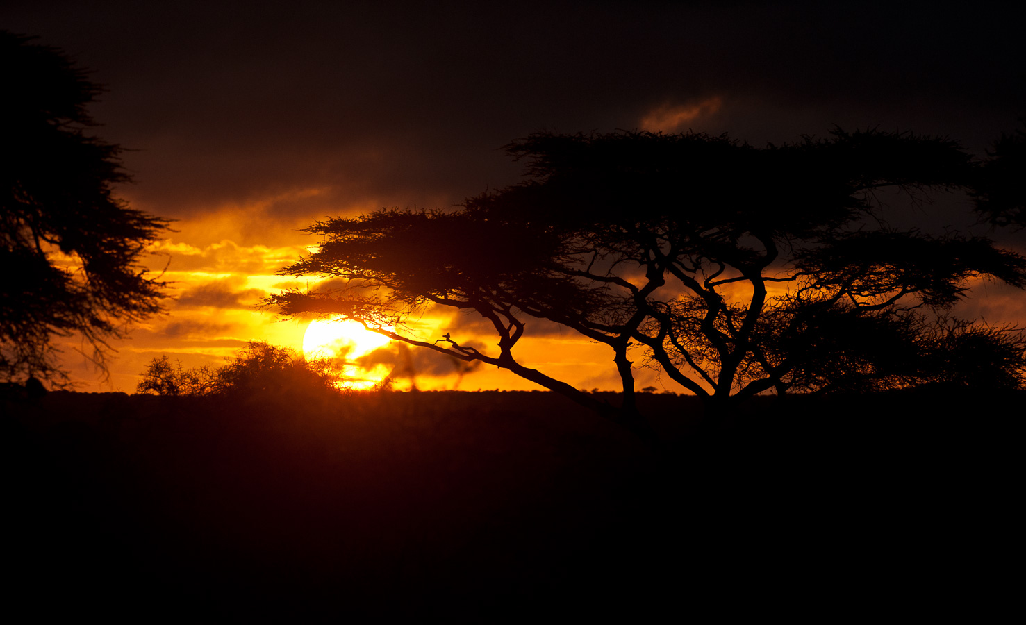 Amboseli Nationalpark [330 mm, 1/2000 Sek. bei f / 6.3, ISO 800]