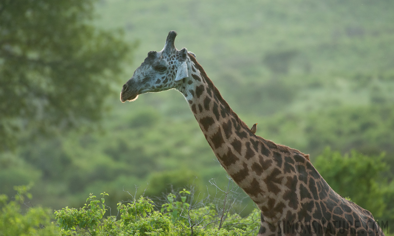 Giraffa tippelskirchi [550 mm, 1/1000 sec at f / 6.3, ISO 2500]
