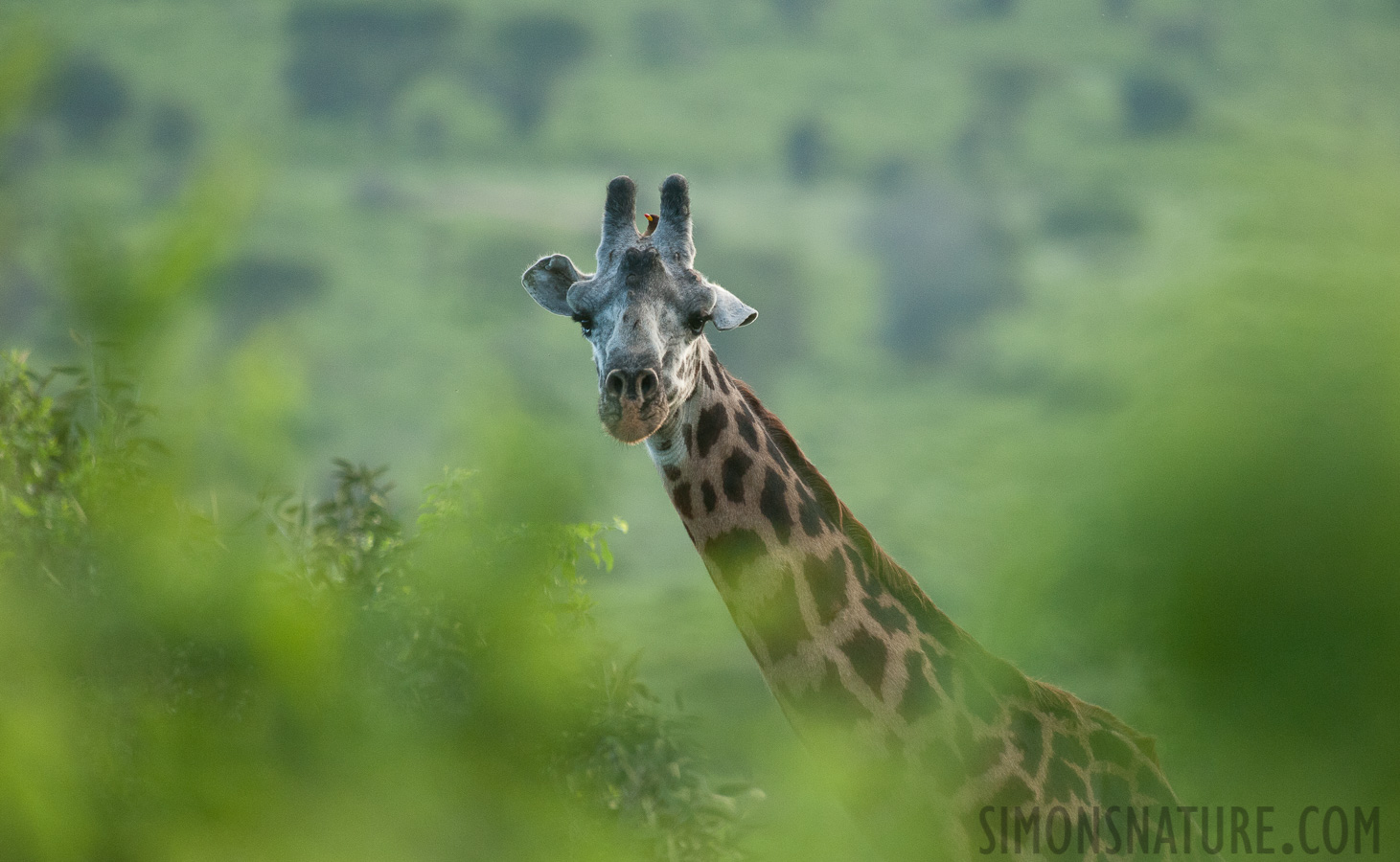 Giraffa tippelskirchi [550 mm, 1/1000 sec at f / 6.3, ISO 2500]