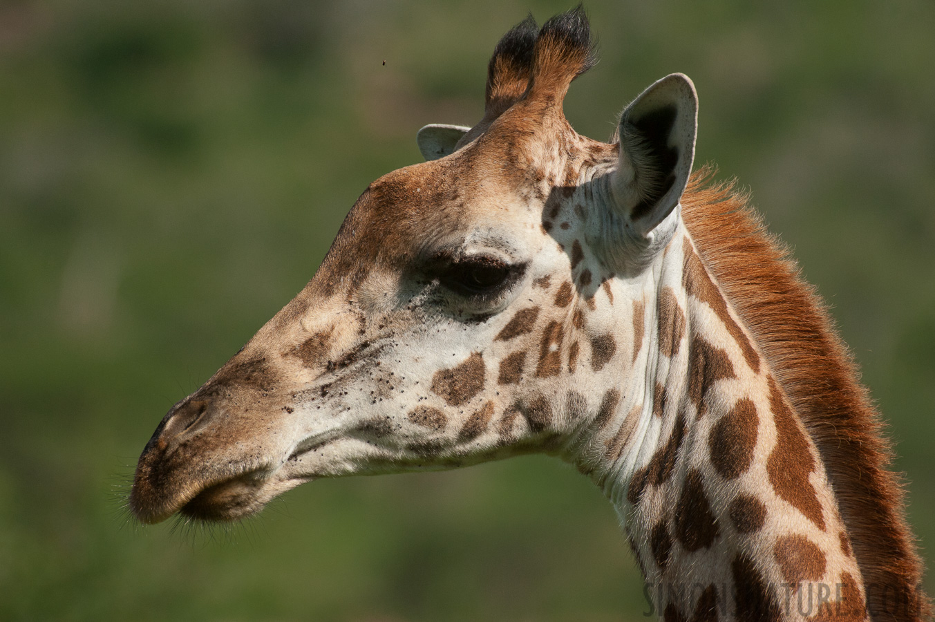Giraffa tippelskirchi [550 mm, 1/5000 sec at f / 8.0, ISO 1600]