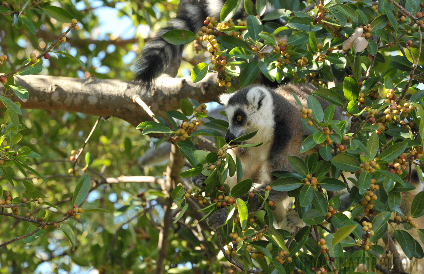 Lemur catta [300 mm, 1/320 sec at f / 8.0, ISO 1600]