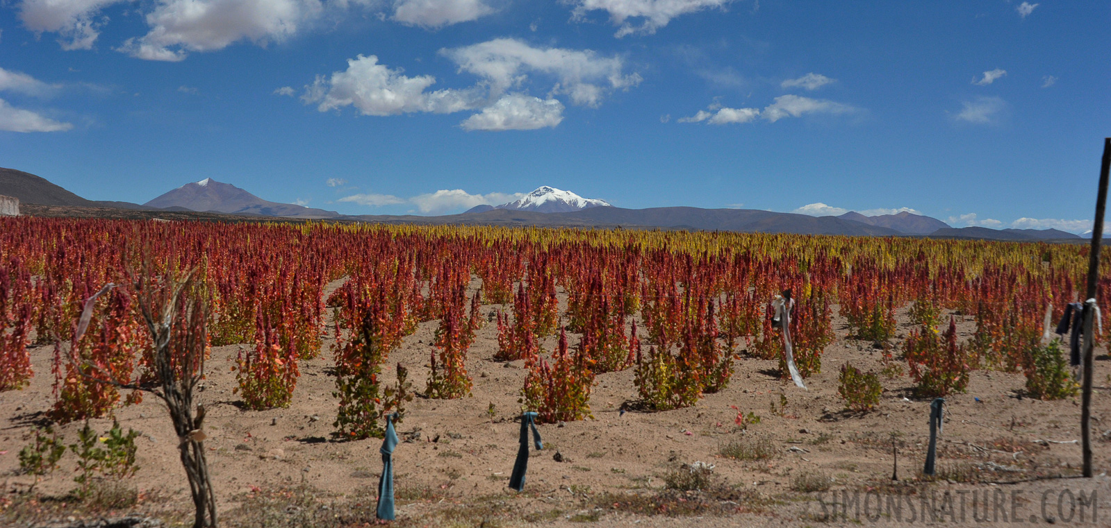 Quinoa fields [45 mm, 1/6400 sec at f / 8.0, ISO 1600]