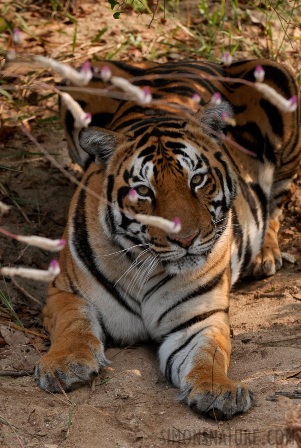 Panthera tigris tigris [200 mm, 1/250 sec at f / 5.6, ISO 400]