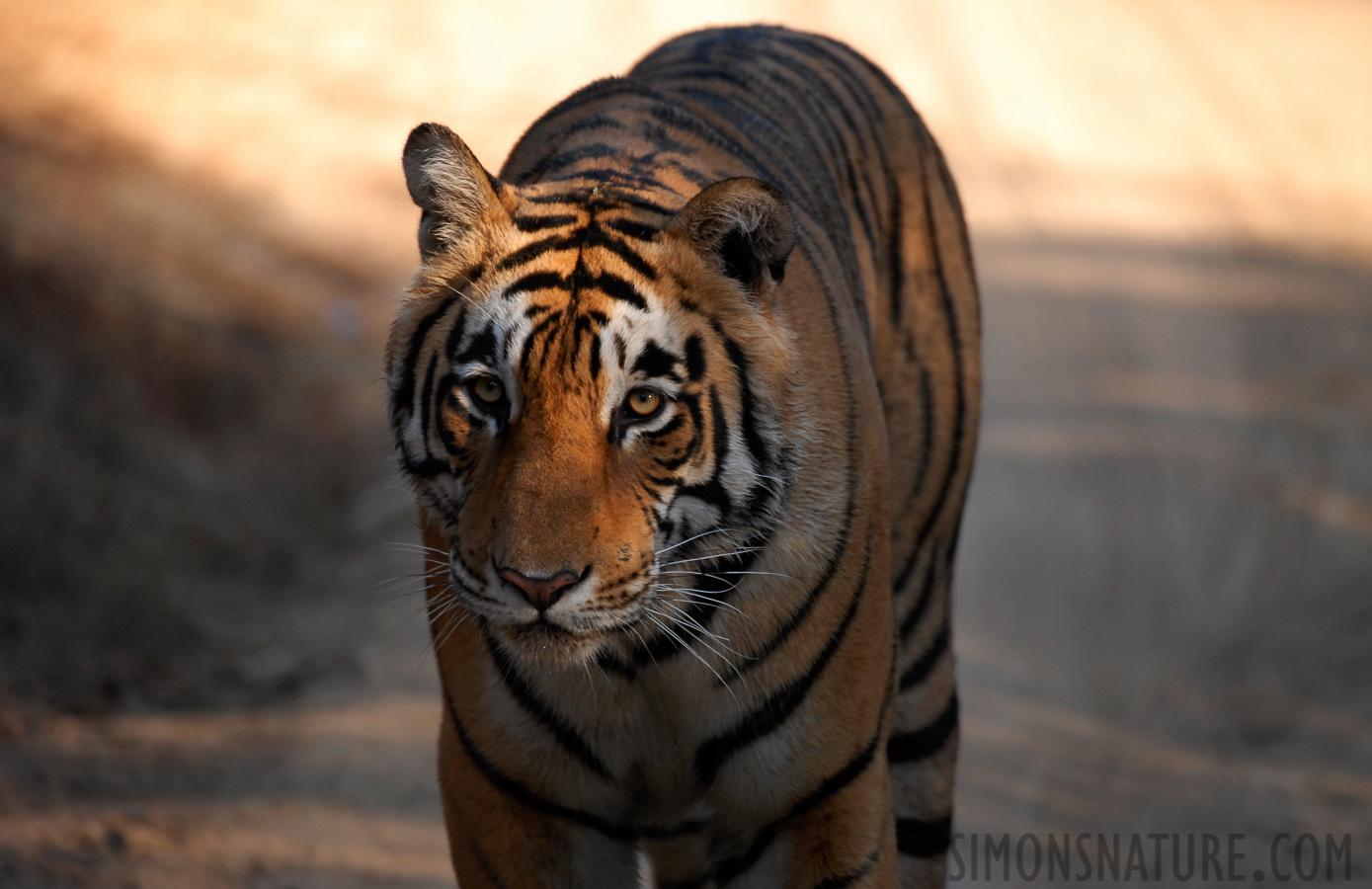 Panthera tigris tigris [400 mm, 1/250 sec at f / 4.0, ISO 400]