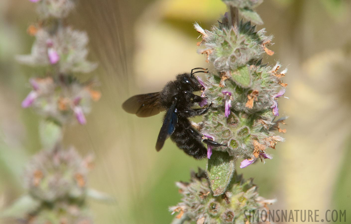 Xylocopa violacea [550 mm, 1/4000 sec at f / 9.0, ISO 2500]