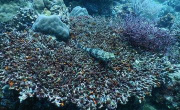 Two-spot lizardfish [Synodus binotatus]