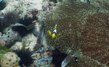 Allard's clownfish [Amphiprion allardi]