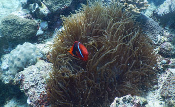 Cinnamon clownfish [Amphiprion melanopus]