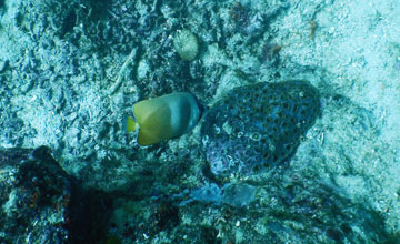 Sunburst butterflyfish [Chaetodon kleinii]