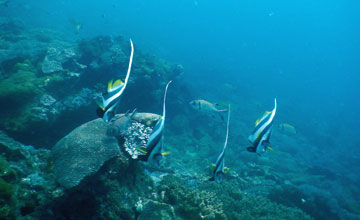 Pennant coralfish [Heniochus acuminatus]