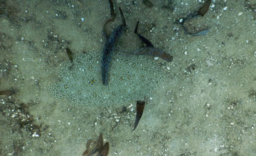 Flatfish [Pleuronectiformes sp]