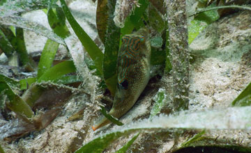 Sharpnose puffer [Canthigaster sp]
