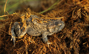 Guttural toad [Amietophrynus gutturalis]