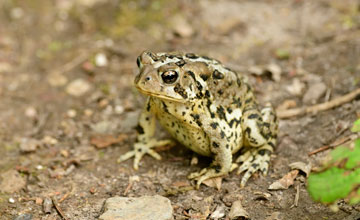 American toad [Anaxyrus americanus americanus]