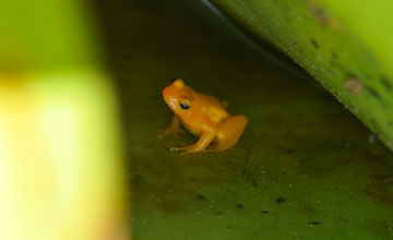 Golden rocket frog [Anomaloglossus beebei]
