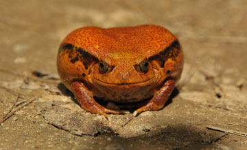 Madagascar tomato frog [Dyscophus antongilii]