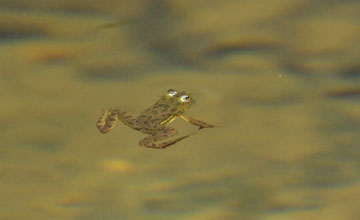 Indian skipper frog [Euphlyctis cyanophlyctis]